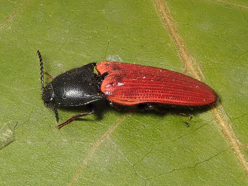 Elateridae: Ampedus sp.